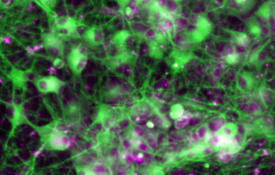 北联干细胞：“我想通过iPS细胞，为所有人提供全新的医疗服务”