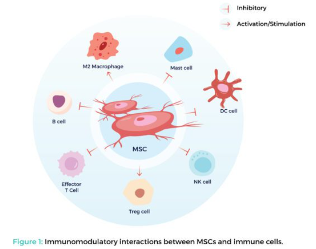 MSCs 与 iPSC：探索干细胞疗法前景