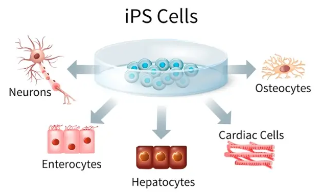 MSCs 与 iPSC：探索干细胞疗法前景