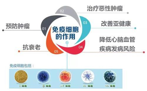 研究证实：免疫细胞可以有效改善人体亚健康状态