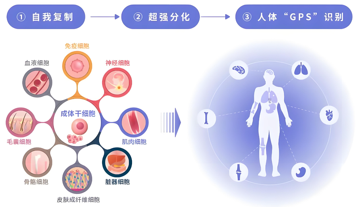 美国国家医学图书馆-2024最新干细胞治疗疾病清单！