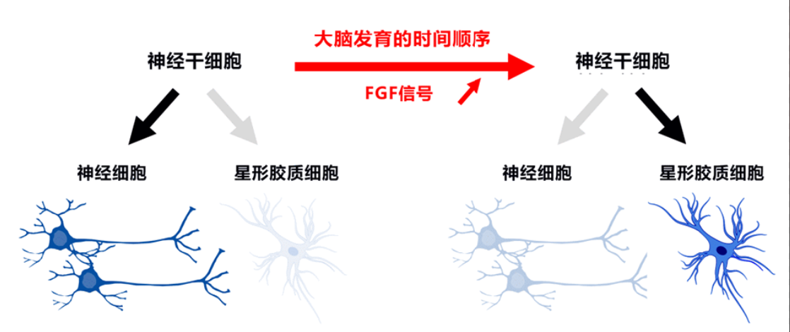 干细胞创新疗法助力帕金森病患者