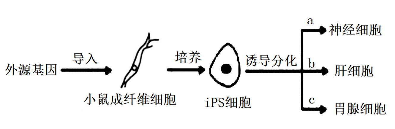 诱导多能性干细胞（iPSC）如何来？何谓重编程？