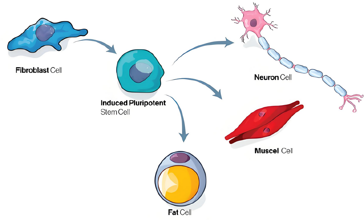 诱导多能性干细胞（iPSC）的4大优势