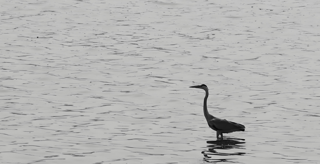 诱导多能性干细胞（iPSC）的4大优势