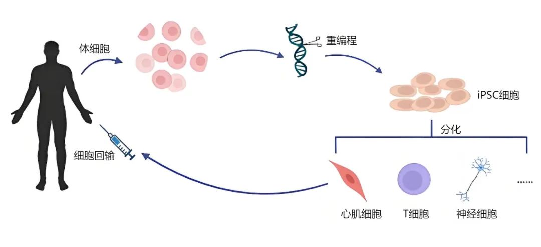 诱导多能性干细胞(iPSC)研究展望（可见的科幻）