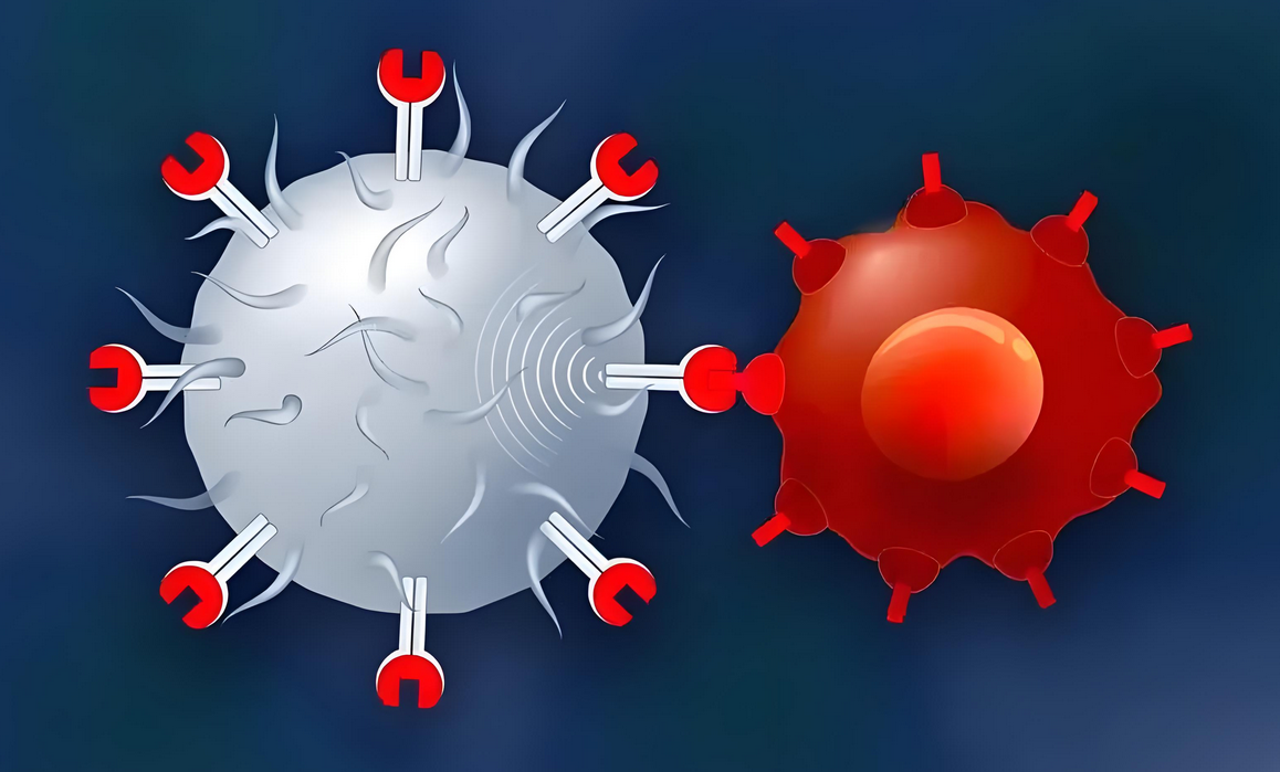 2名难治性狼疮患者接受CAR-T细胞治疗，已停药且病情稳定