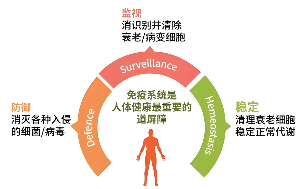 导致自身免疫疾病的根源，就是免疫细胞失衡所引起的！