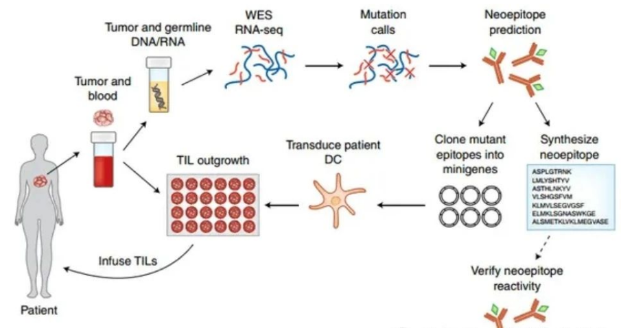 乳腺癌黄金治疗期：补充免疫细胞，扼杀转移癌细胞