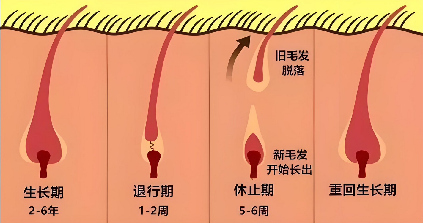 毛囊干细胞再生技术能解决脱发问题，再生头发吗？
