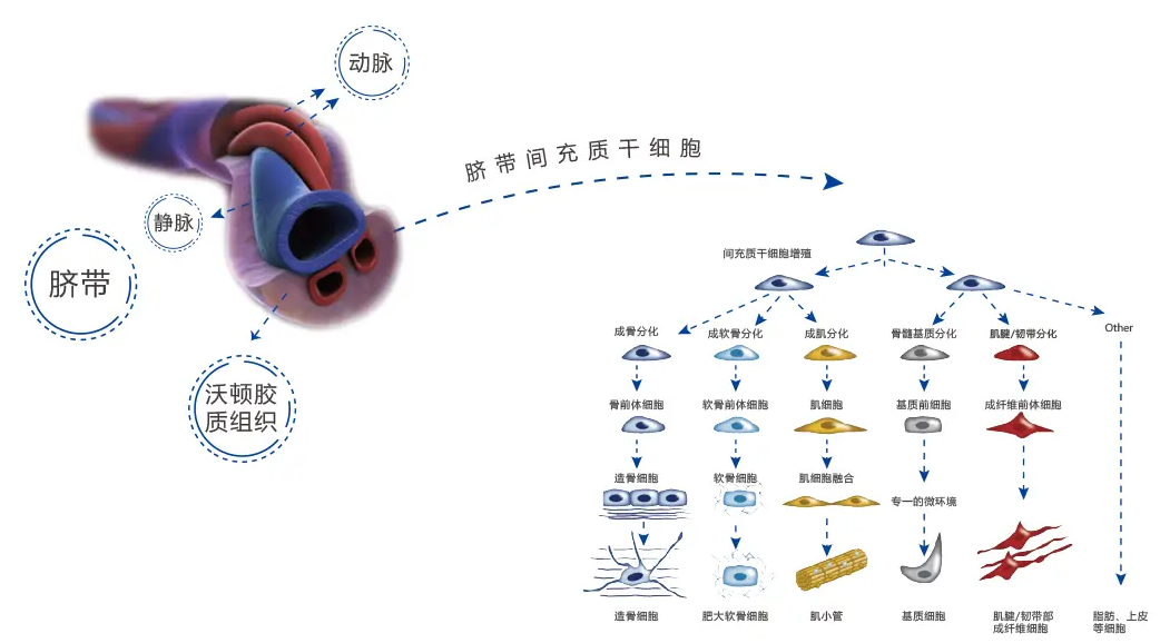 干细胞治疗子宫内膜损伤性不孕不育