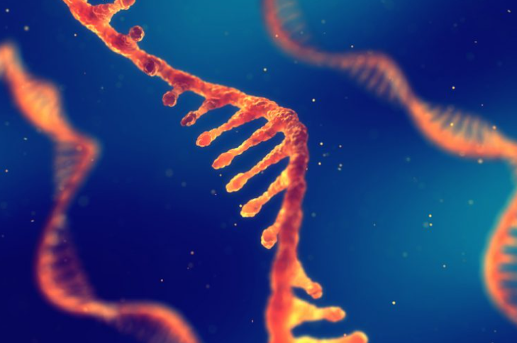 干细胞和免疫细胞能联合应用吗？联合应用会有哪些作用？