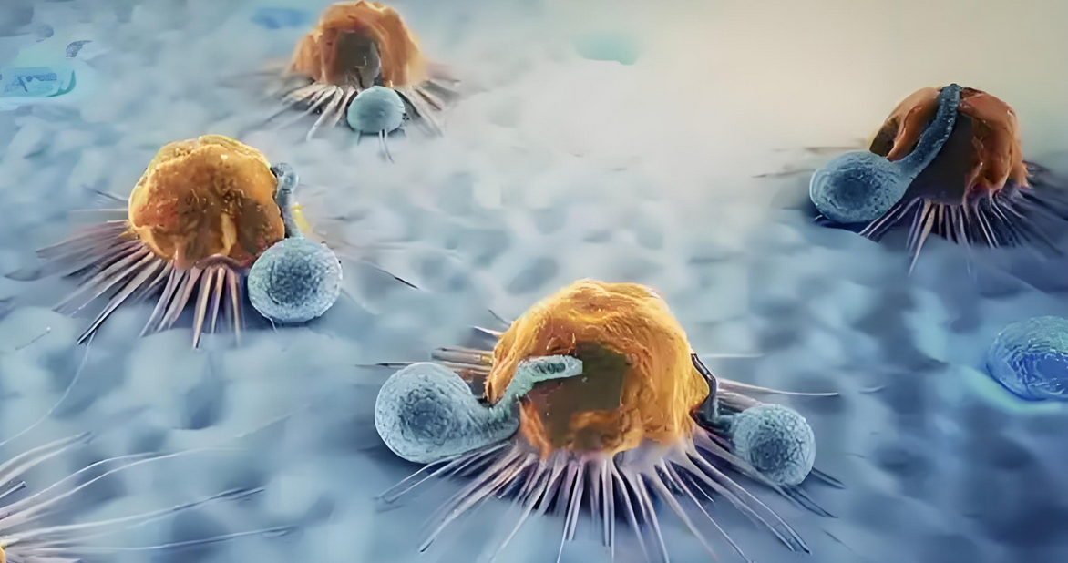 研究报道：通过回输NK细胞证明可消除慢性炎症并延缓衰老