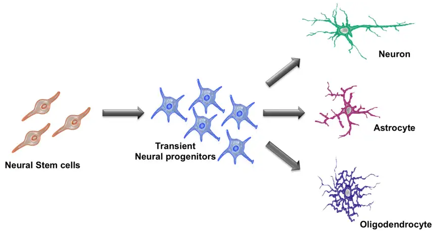 神经干细胞(Neural Stem Cells,NSCs)