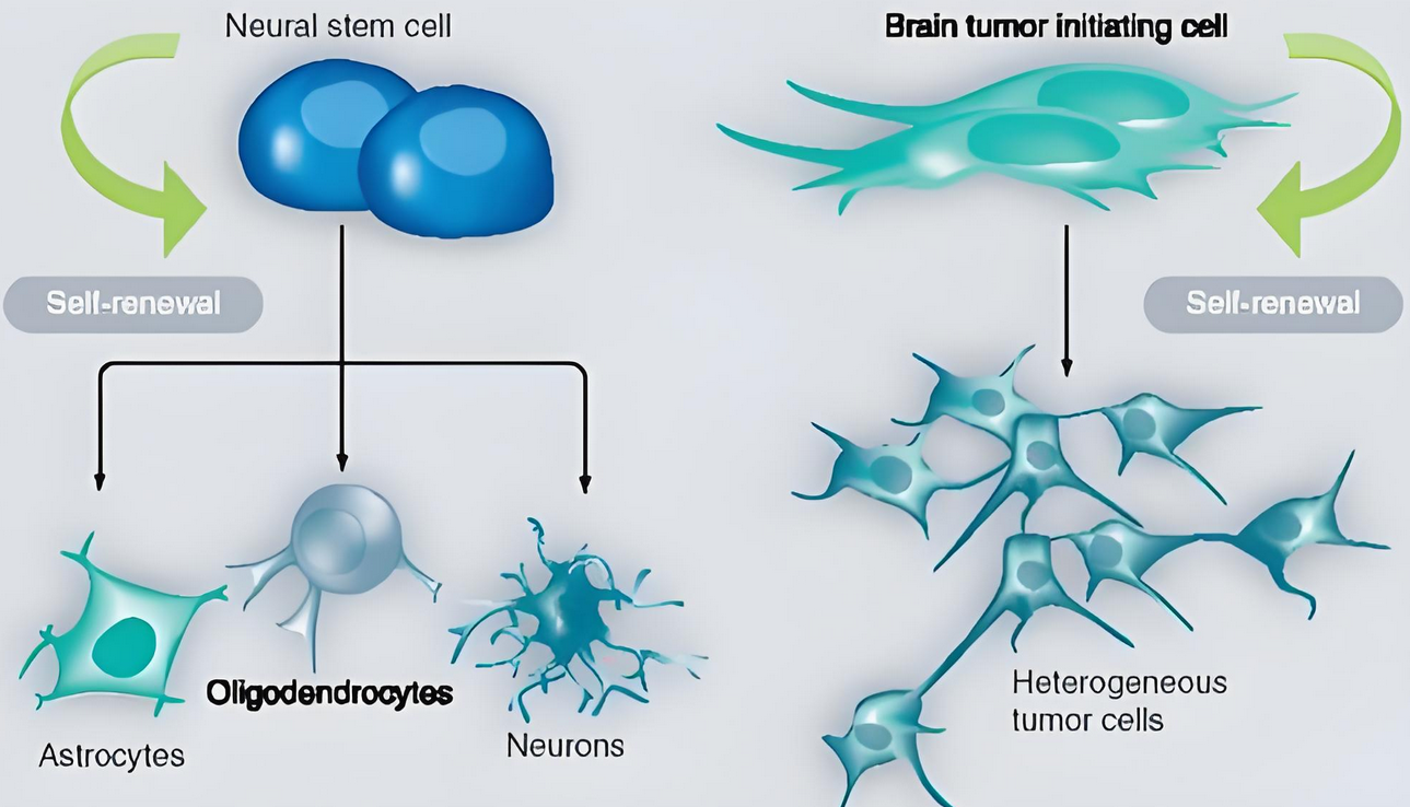 神经干细胞(Neural Stem Cells,NSCs)