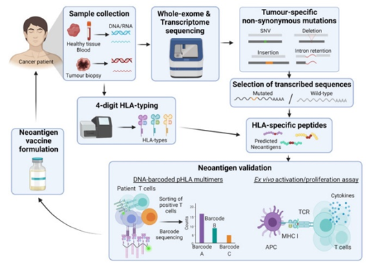 癌症疫苗的前景和进展