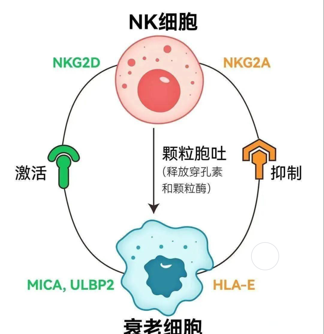 北京协和医院通过研究分析了1068人后，证明了回输NK细胞的必要性