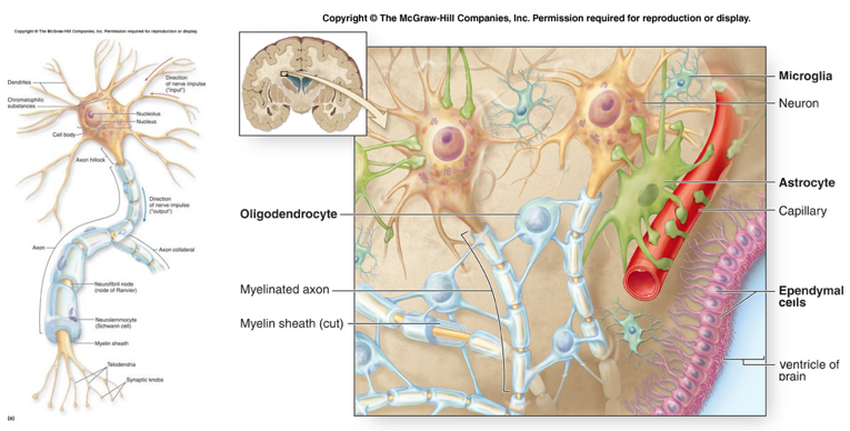 神经干细胞(NSC)预防大脑重症、抵抗衰老