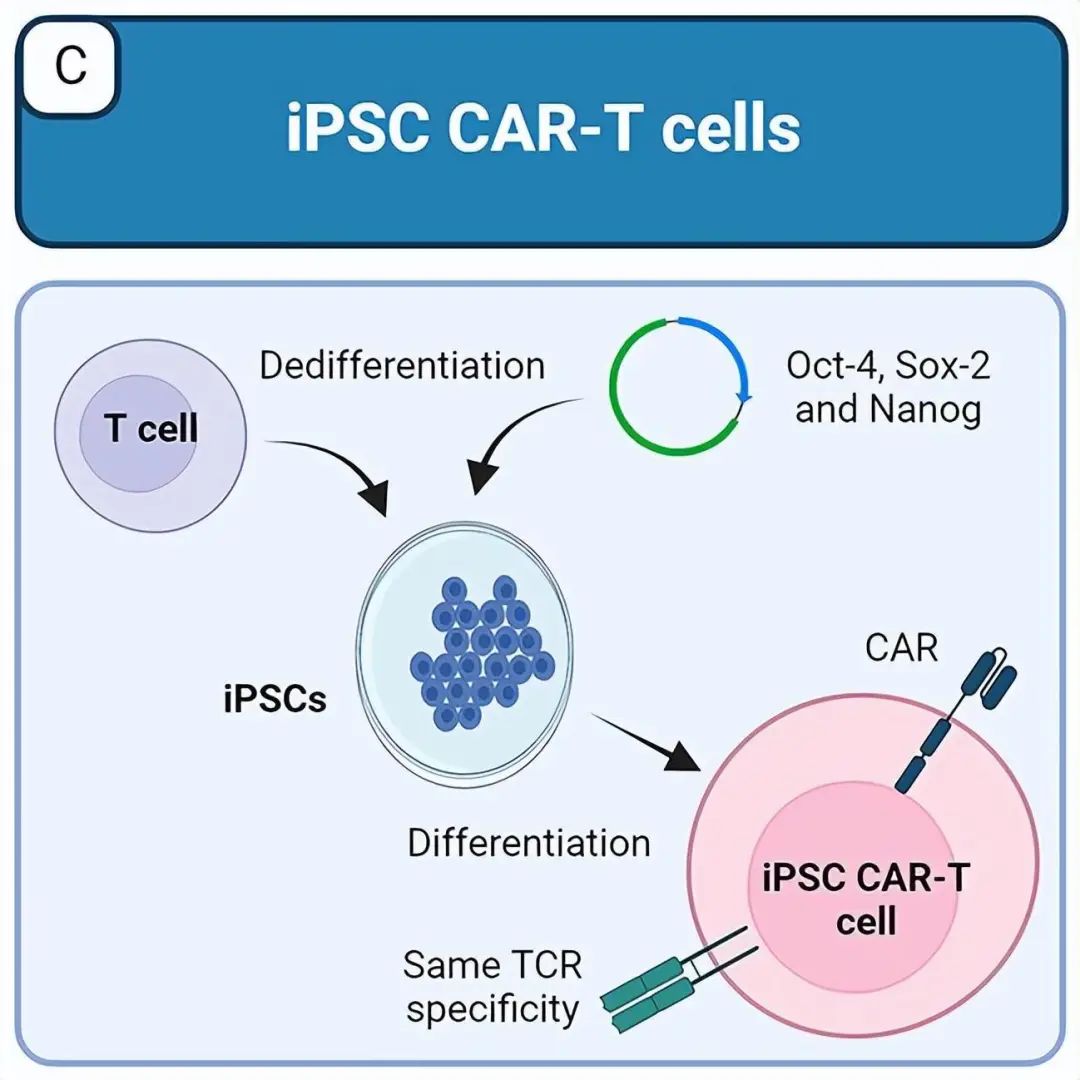 诱导多能干细胞（iPSC）在疾病中的应用