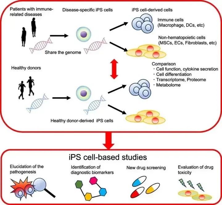 诱导多能干细胞（iPSC）在疾病中的应用
