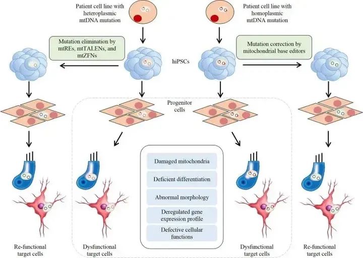 诱导多能干细胞（iPSC）在疾病中的应用