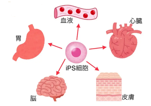 诱导多能干细胞（iPSC）在疾病中的应用