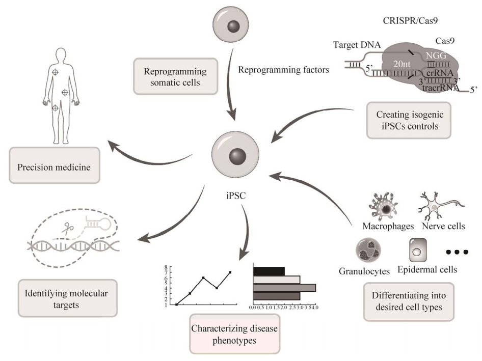 诱导多能干细胞iPSC向巨噬细胞分化的研究