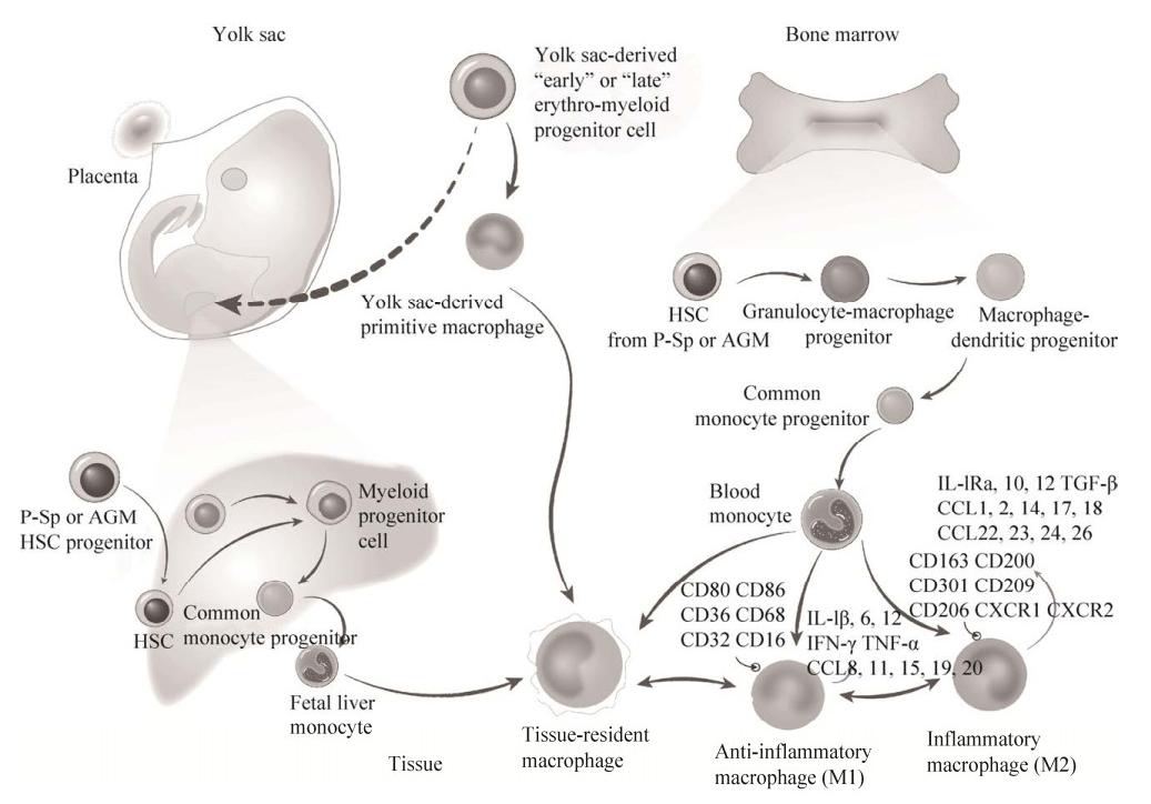 诱导多能干细胞iPSC向巨噬细胞分化的研究