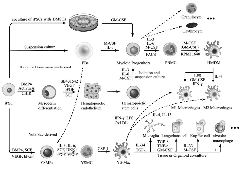 诱导多能干细胞iPSC向巨噬细胞分化的研究