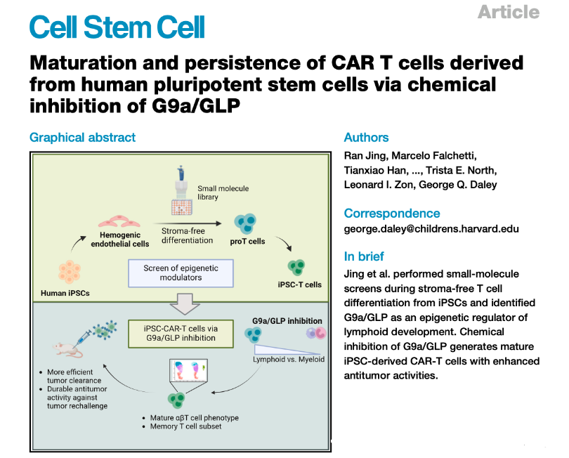 Cell子刊：诱导多能干细胞iPSC来源的CAR-T细胞抗肿瘤效果更强、持久性更高！
