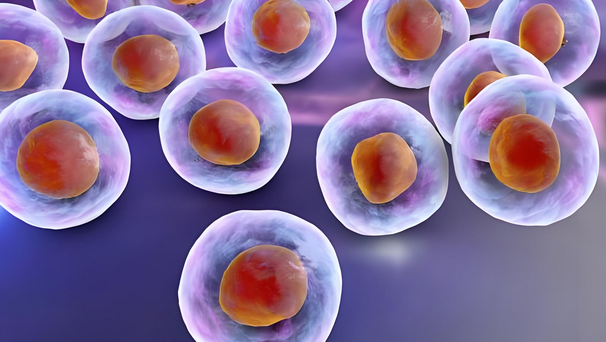 研究表明：间充质干细胞(MSC)可有效改善流感病毒感染和肺损伤