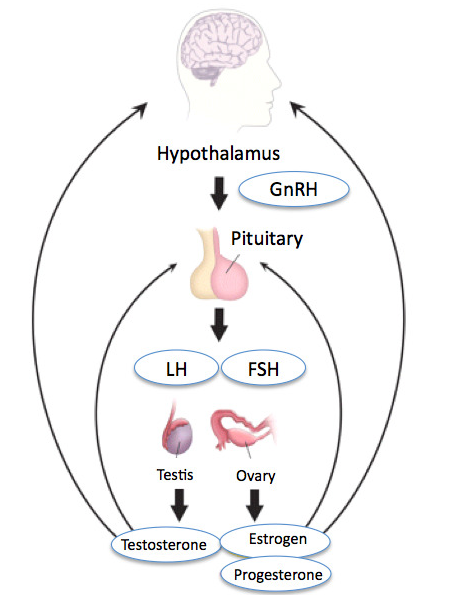 干细胞在女性不孕症中的研究应用