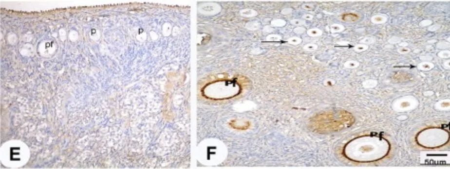干细胞在女性不孕症中的研究应用