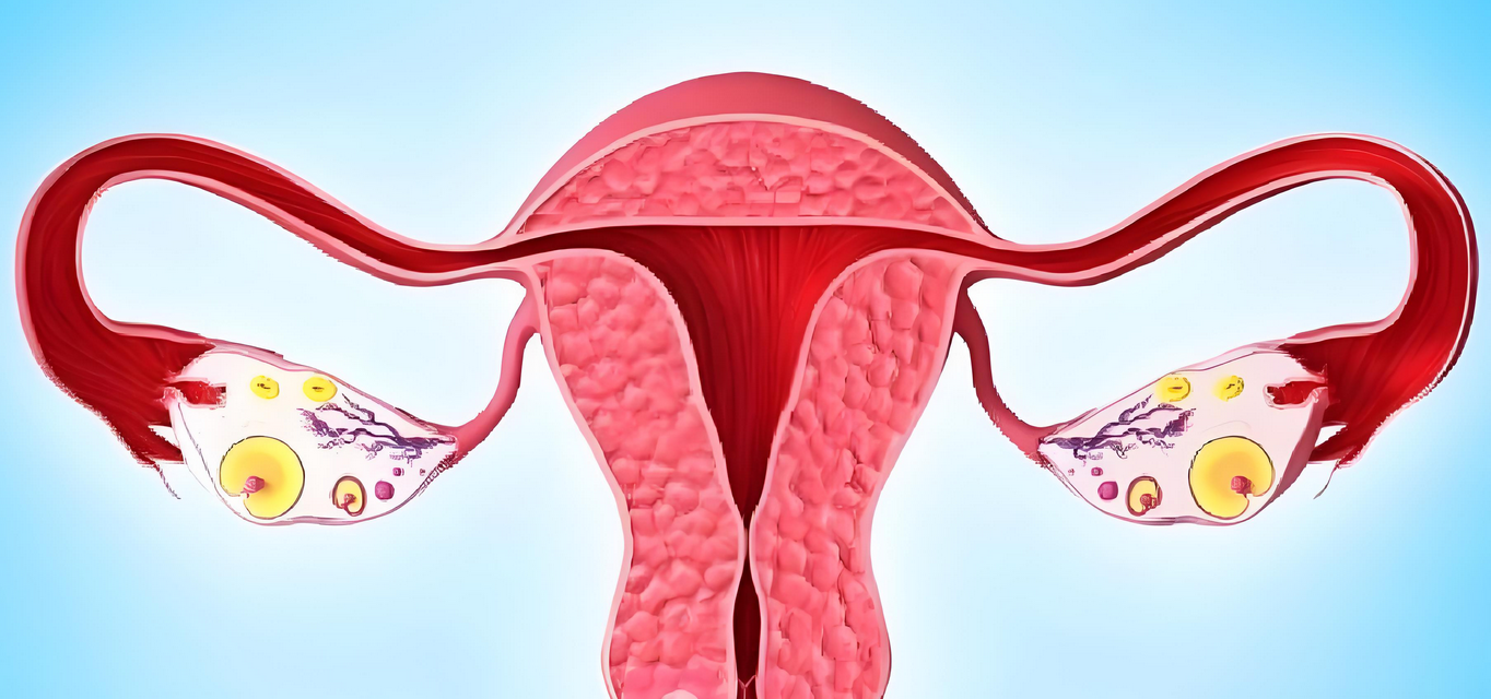 干细胞在女性不孕症中的研究应用