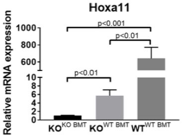 干细胞在女性不孕症中的研究应用